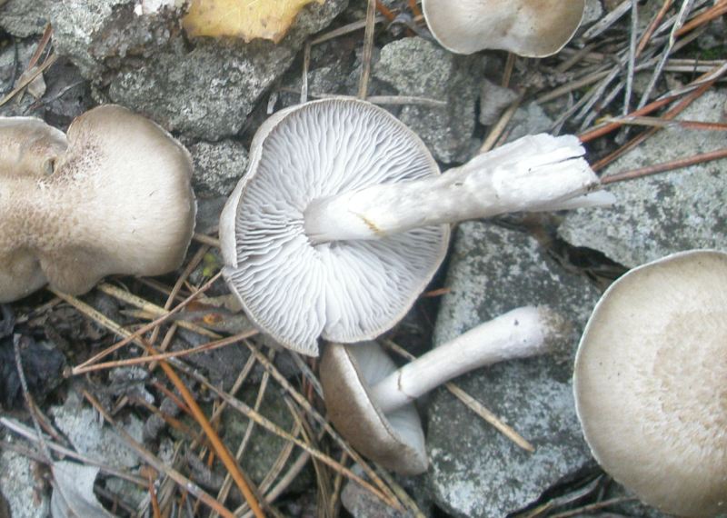 1_tricholoma_cingulatum_1a.jpg