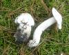 1_tricholoma_columbeta_1_t1.jpg