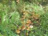 1_tricholoma_flavobrunnea_2_t1.jpg