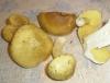 1_tricholoma_flavovirens_1a_t1.jpg