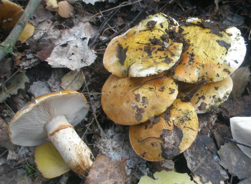 1_tricholoma_focale.jpg