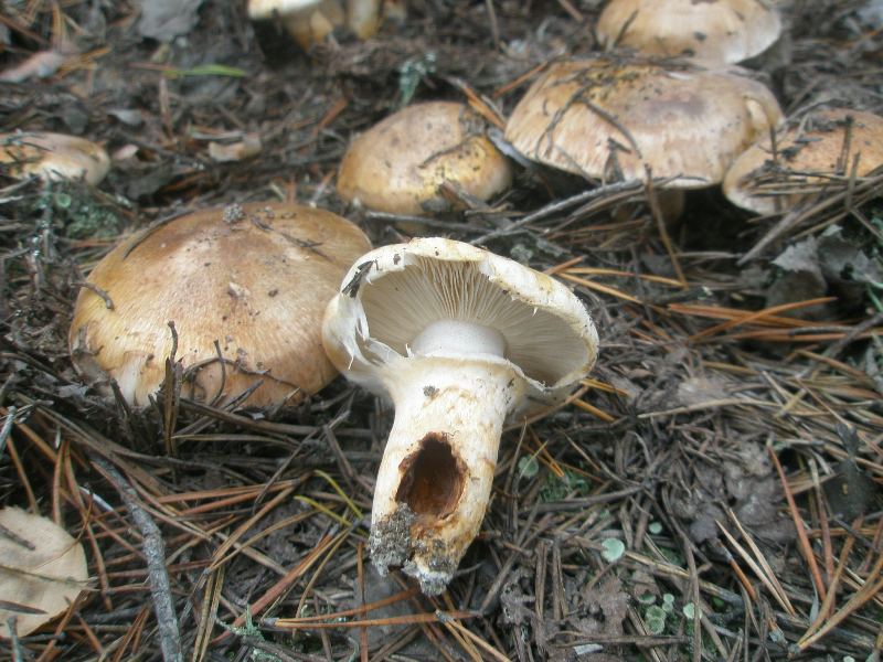 1_tricholoma_focale_1.jpg
