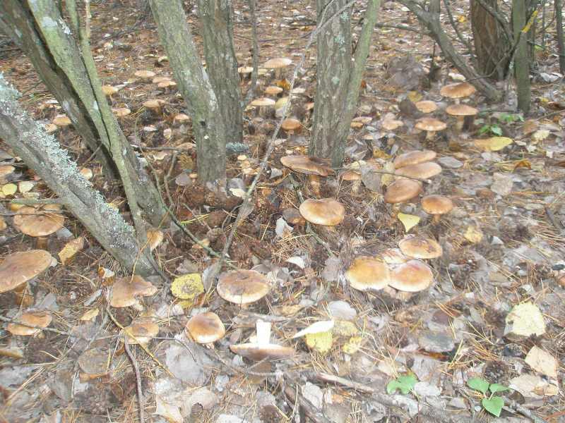 1_tricholoma_focale_2.jpg