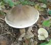 1_tricholoma_saponaceum_2_t1.jpg