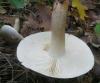 1_tricholoma_saponaceum_2a_t1.jpg