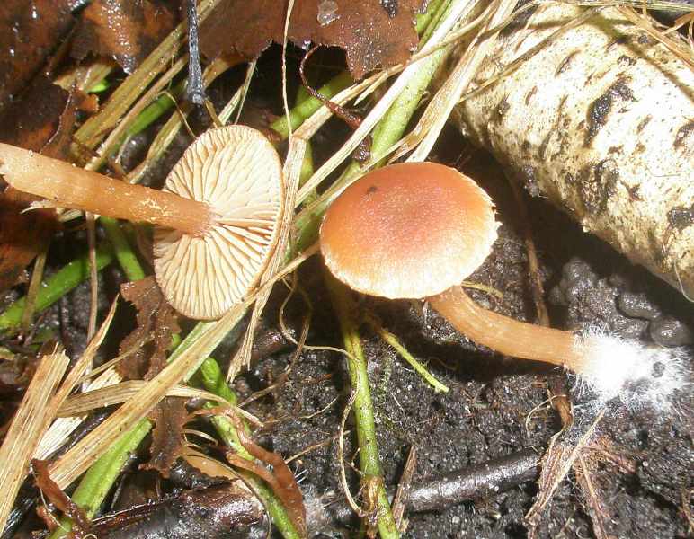 1_tubaria_sp.jpg