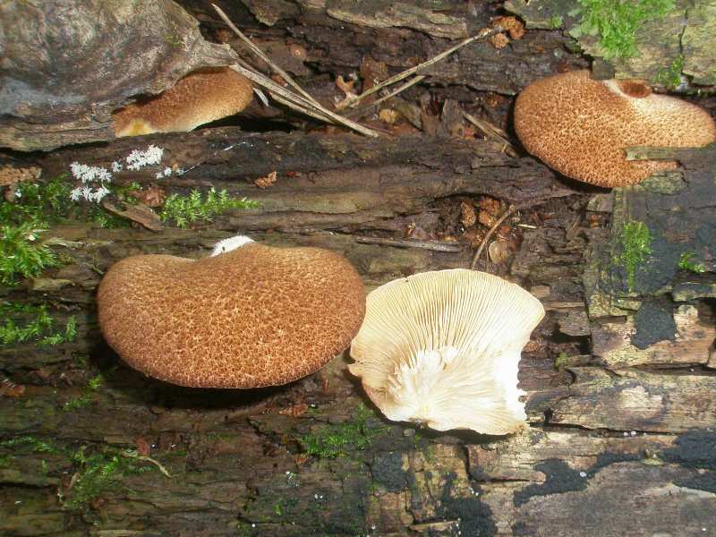 1_veshenka_sp_1a.jpg