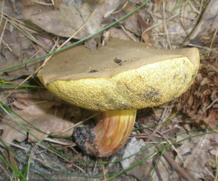 1_xerocomus_chrysenteron_1.jpg