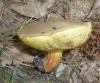 1_xerocomus_chrysenteron_1_t1.jpg
