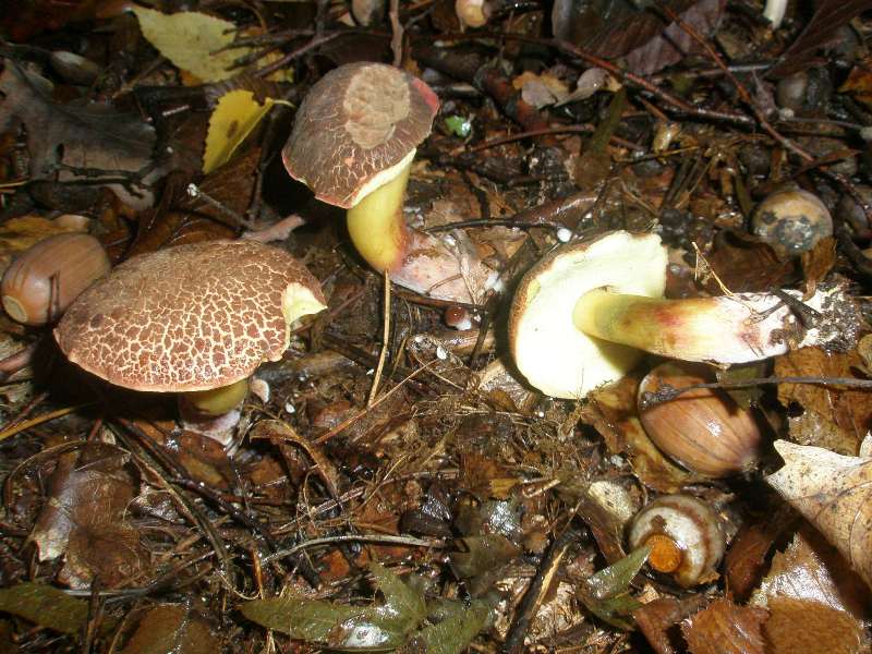 1_xerocomus_sp.jpg