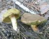 1_xerocomus_subtomentosus_chrysenteron_1_t1.jpg