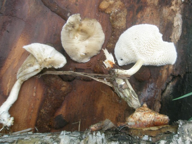21poliporus_sp_3.jpg