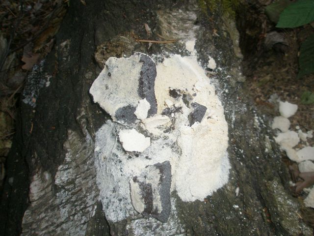 24slizevik_1a.jpg