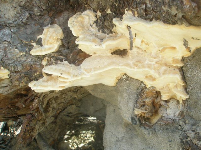 28tyromyces_lacteus_1.jpg