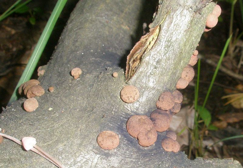 2_mixomycet.jpg