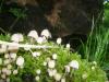 3coprinus_disseminatus_3_t1.jpg