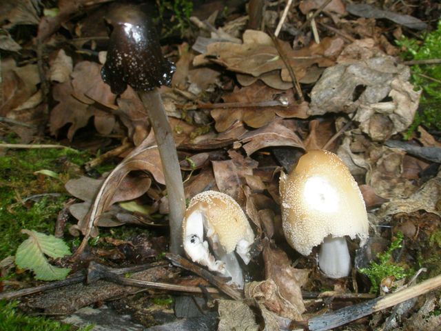 4coprinus_domesticus_1.jpg