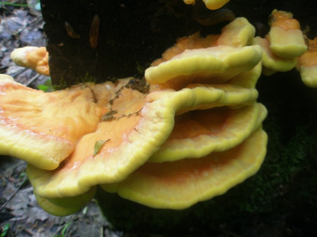 9laetiporus_sulphureus_3.jpg