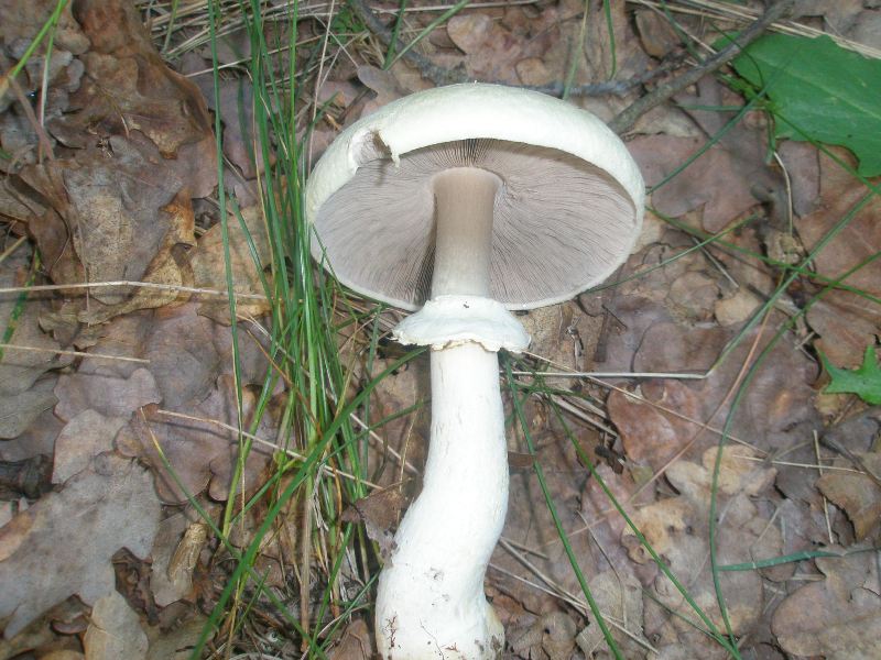 a_agaricus_silvicola.jpg