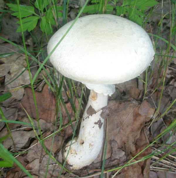 a_agaricus_silvicola_a.jpg