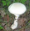 a_agaricus_silvicola_a_t1.jpg