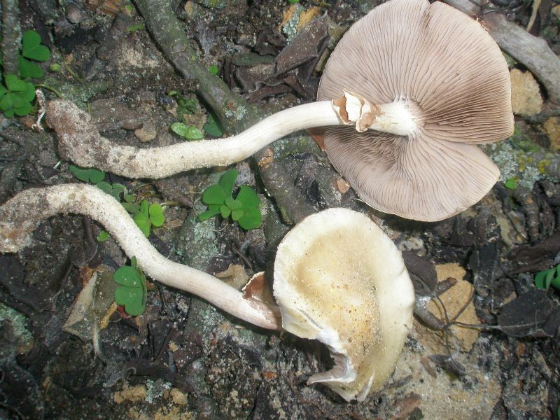 a_agrocybe_praecos.jpg
