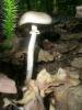 a_agrocybe_praecos1_t1.jpg