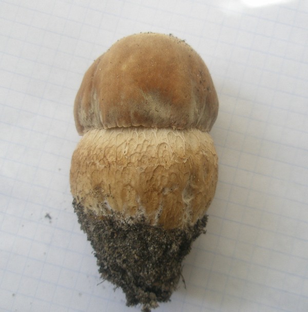 a_boletus_reticulatu01a.jpg