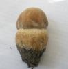 a_boletus_reticulatu01a_t1.jpg