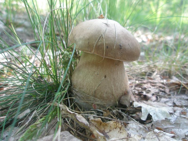 a_boletus_reticulatus1.jpg