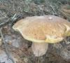 a_boletus_reticulatus_01_t1.jpg