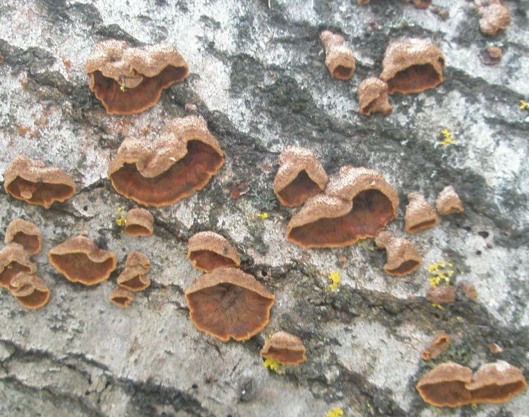 a_chondrostereum_purpureum.jpg