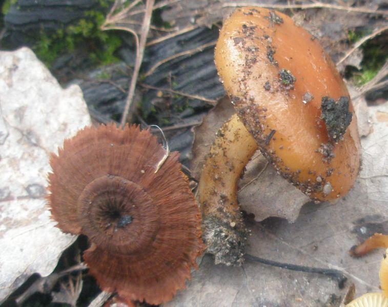 a_coltrichya_sp_pholiota_carbonaria.jpg