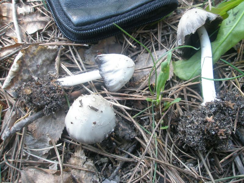 a_coprinus_sp.jpg