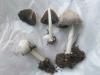 a_coprinus_sp_a_t1.jpg