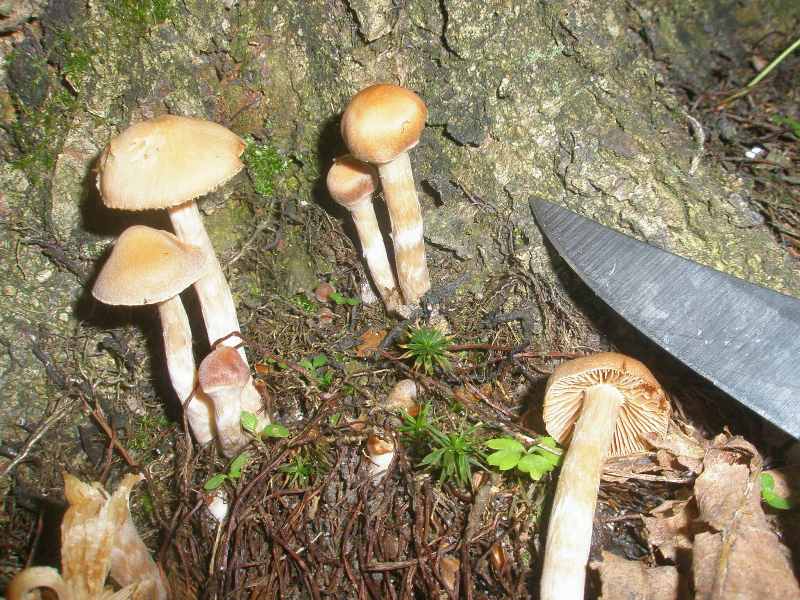 a_cortinarius_sp.jpg