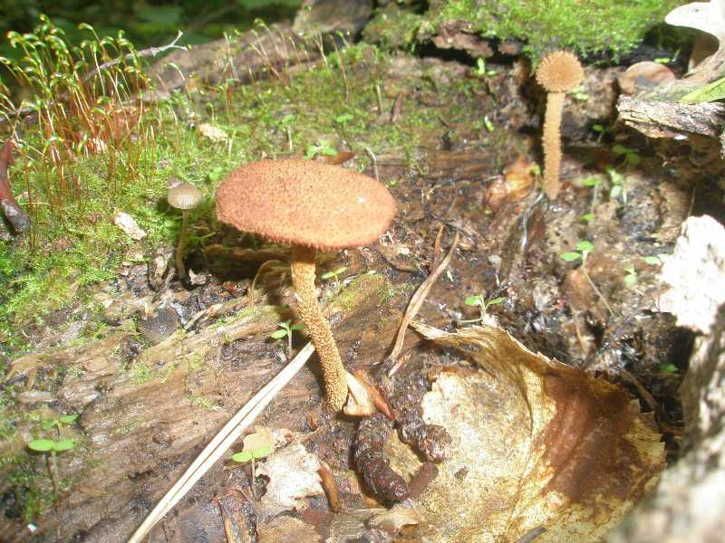 a_flammulaster_mycena.jpg