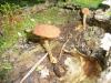 a_flammulaster_mycena_t1.jpg