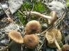 a_inocybe_lacera_t1.jpg