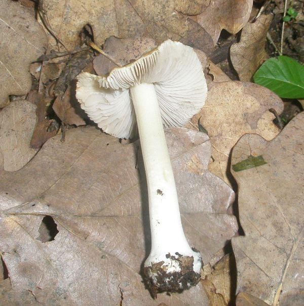 a_inocybe_sp_a.jpg