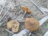 a_inocybe_terrigena_t1.jpg