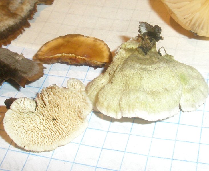 a_irpex_lacteus_1a.jpg