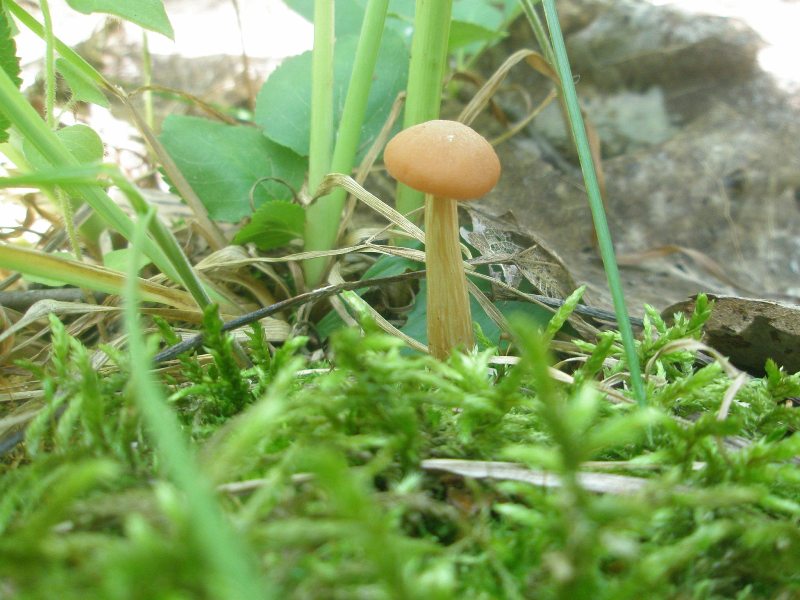 a_laccaria_laccata.jpg