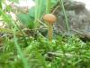 a_laccaria_laccata_t1.jpg