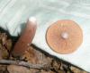 a_lactarius_camforatus1_t1.jpg