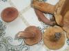 a_lactarius_camforatus_noncamforattus_t1.jpg