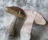 a_leccinum_carpini_t1.jpg