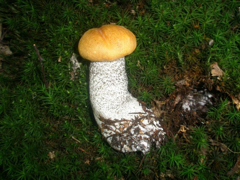 a_leccinum_versipelle.jpg