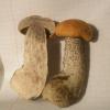 a_leccinum_versipelle_b_t1.jpg