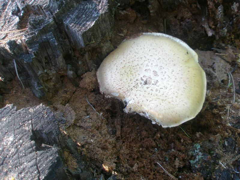 a_lentinus_lepideus.jpg